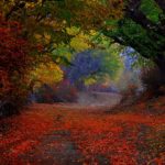 nature_landscape_colorful_path_trees_fence_leaves_fall-104516