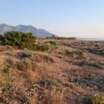 Βουνάκι_Καταστροφή_Αμμοθινών_Κυπαρισσιακός (1)