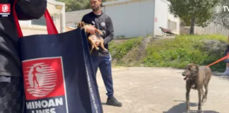 ΠΑΕ ΟΦΗ & MINOAN LINES: Κοινή δράση για την υιοθέτηση αδέσποτων ζώων