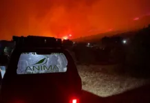 Όμιλος Επιχειρήσεων Σαρακάκη: Στο πλευρό της ΑΝΙΜΑ για τη διάσωση άγριων ζώων που επλήγησαν από τις πυρκαγιές